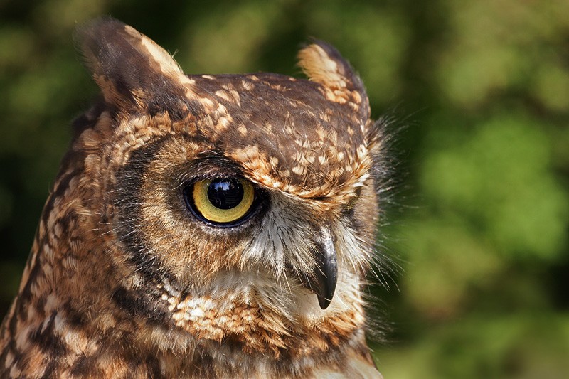 aftican_horned_owl_05.jpg