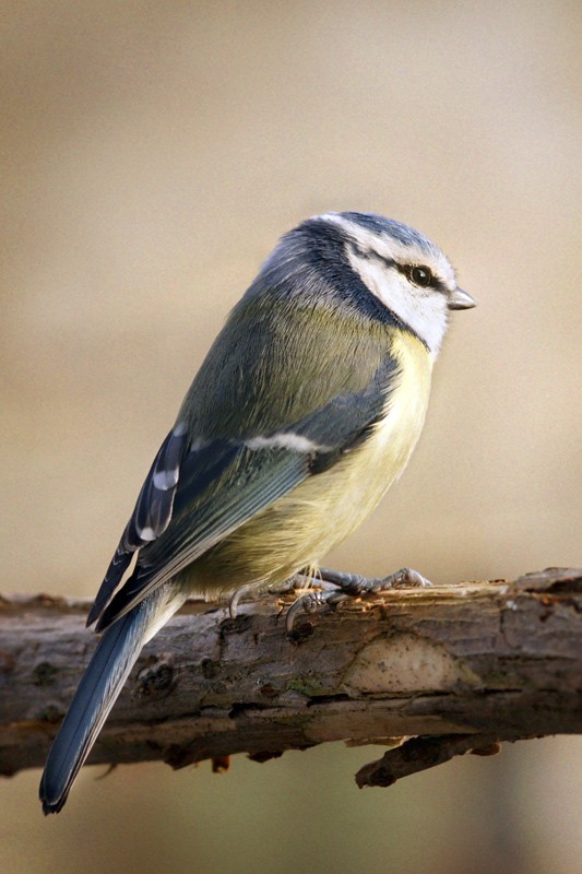 blue_tit_05.jpg