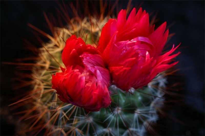 cactus1.jpg