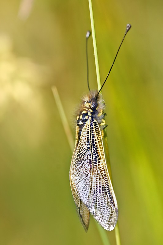 caddis_fly_02.jpg