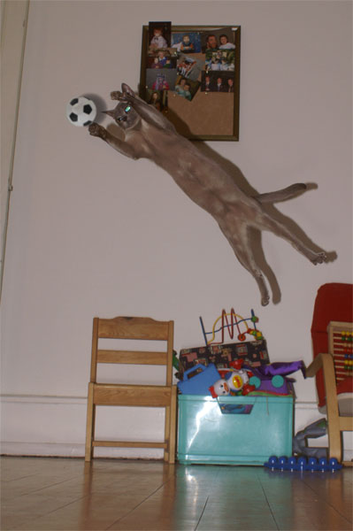 catjump2.jpg