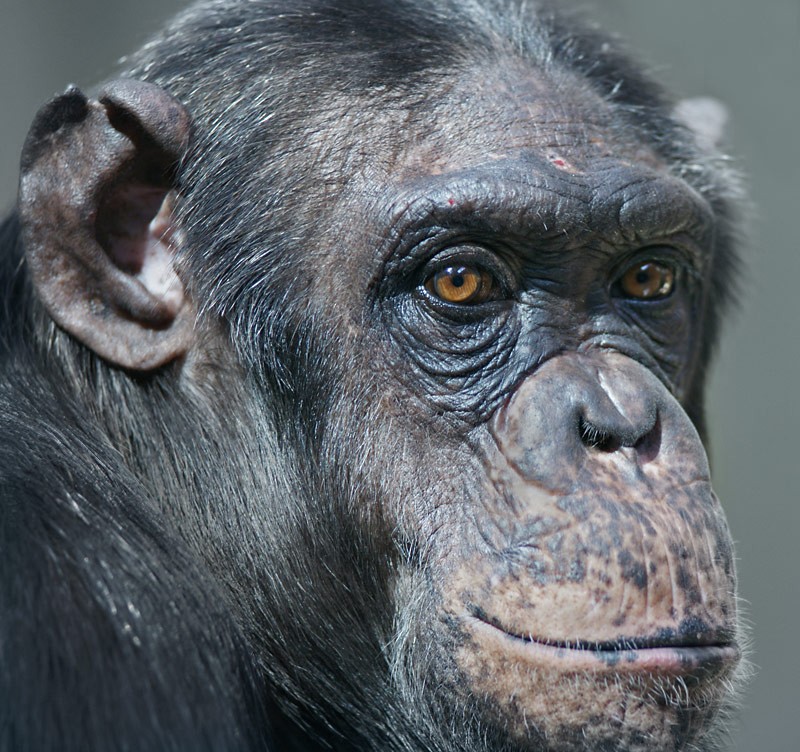 chimp_04.jpg