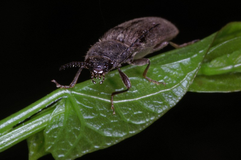 click_beetle_01.jpg