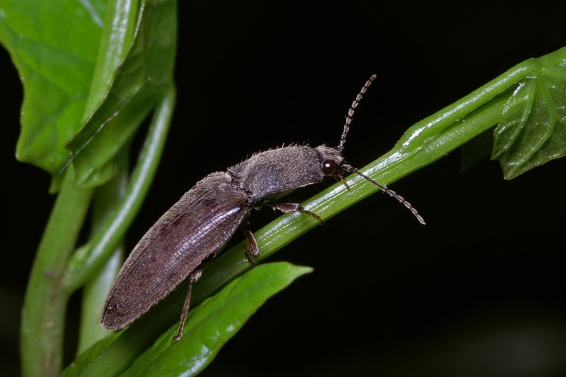 click_beetle_02.jpg