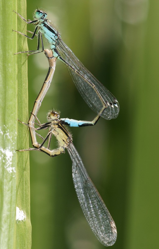 damsel_mating_05.jpg