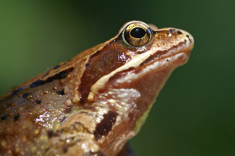 frog_02.jpg