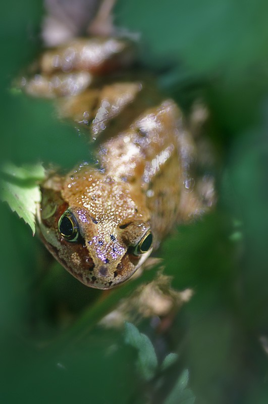 frog_03.jpg