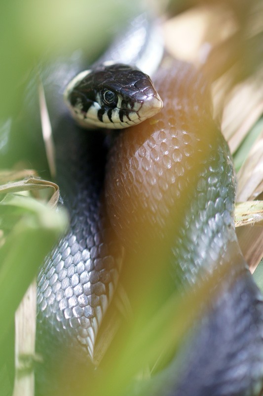 grass_snake_04.jpg