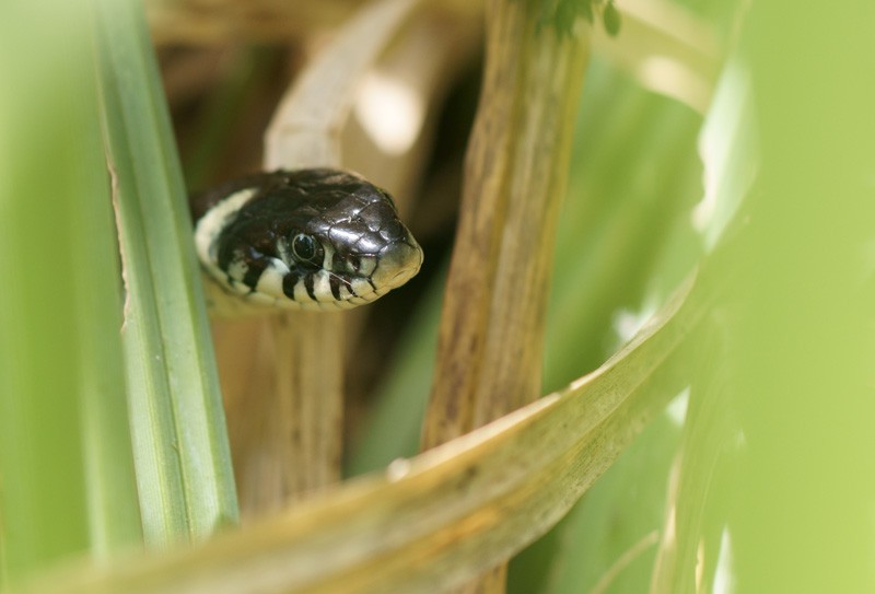 grass_snake_05.jpg