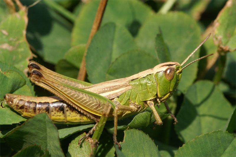 grasshopper2.jpg