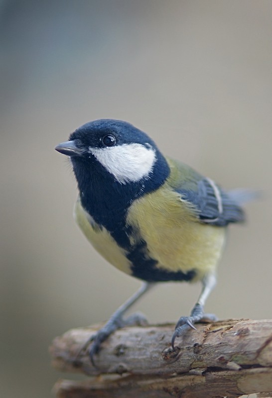 great_tit_06.jpg