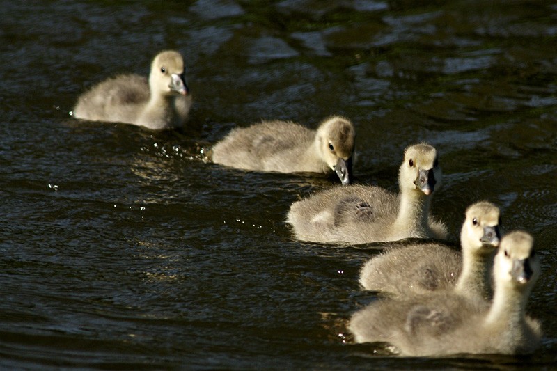 greylag_goslings_01.jpg