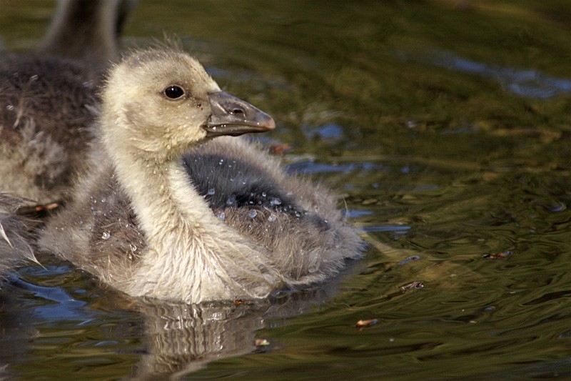 greylag_goslings_02.jpg