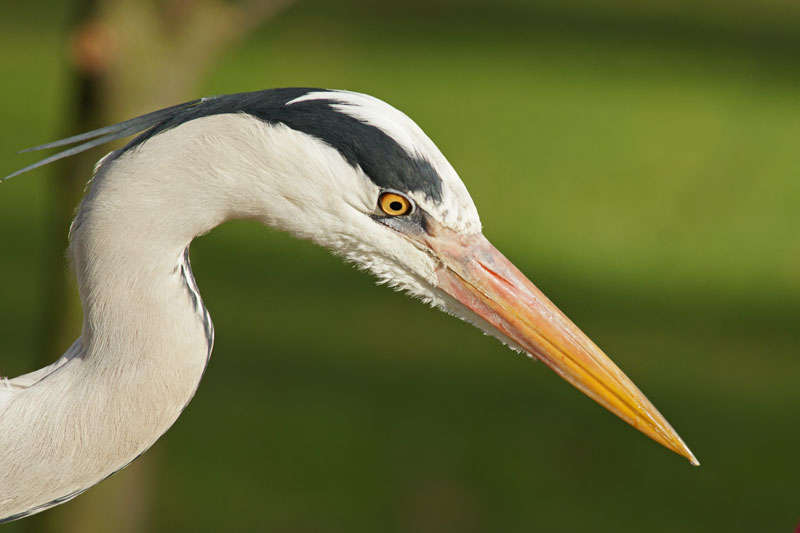 heron_05.jpg