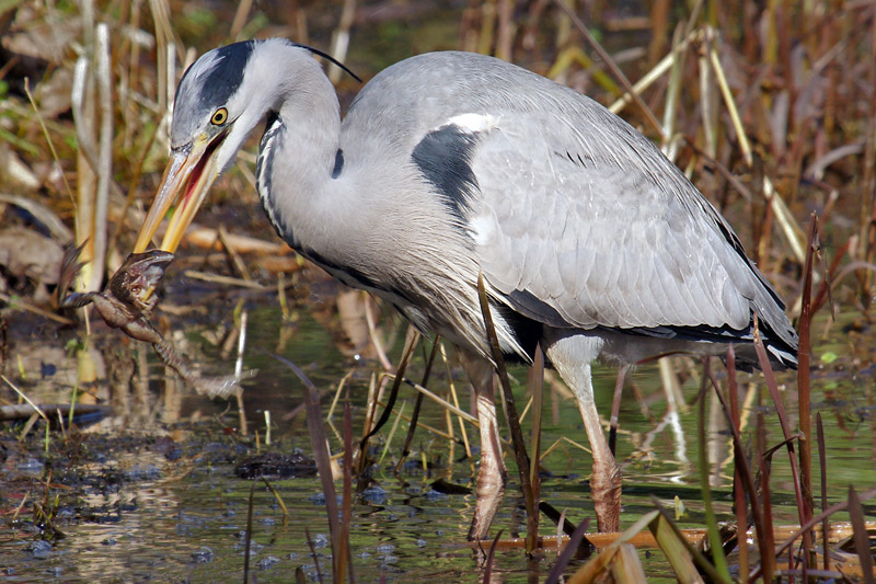 heron_20.jpg