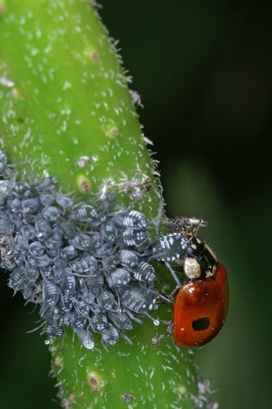 ladybird_09.jpg