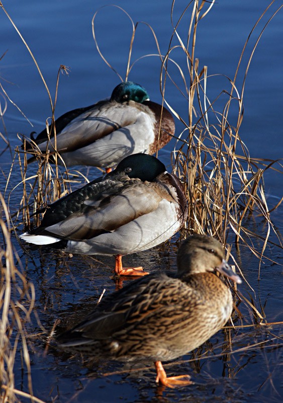 mallards_01.jpg