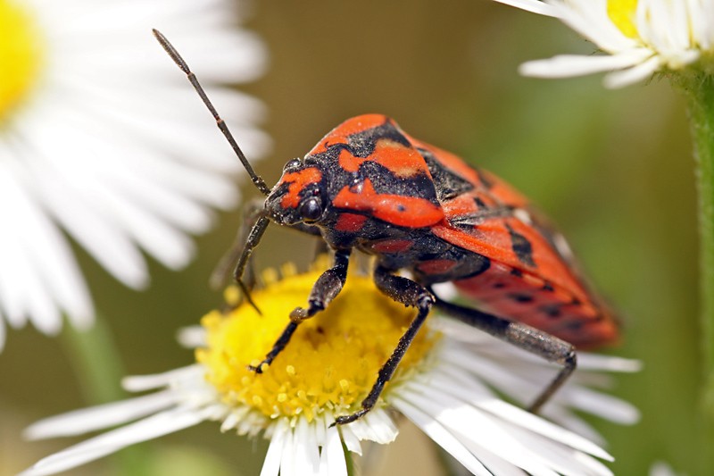 milkweedbug_01.jpg