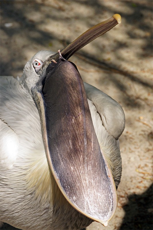 pelican_01.jpg