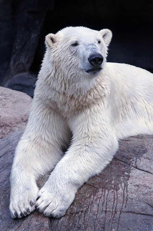 polar_bear_01.jpg