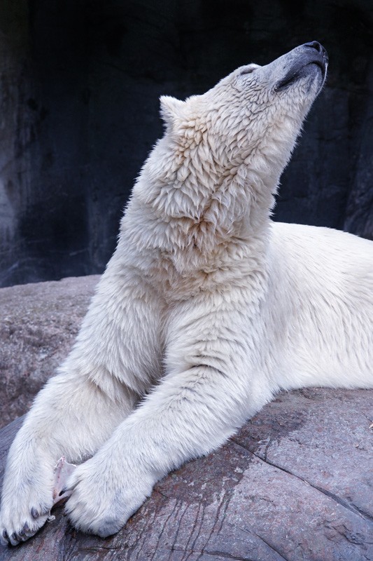 polar_bear_02.jpg