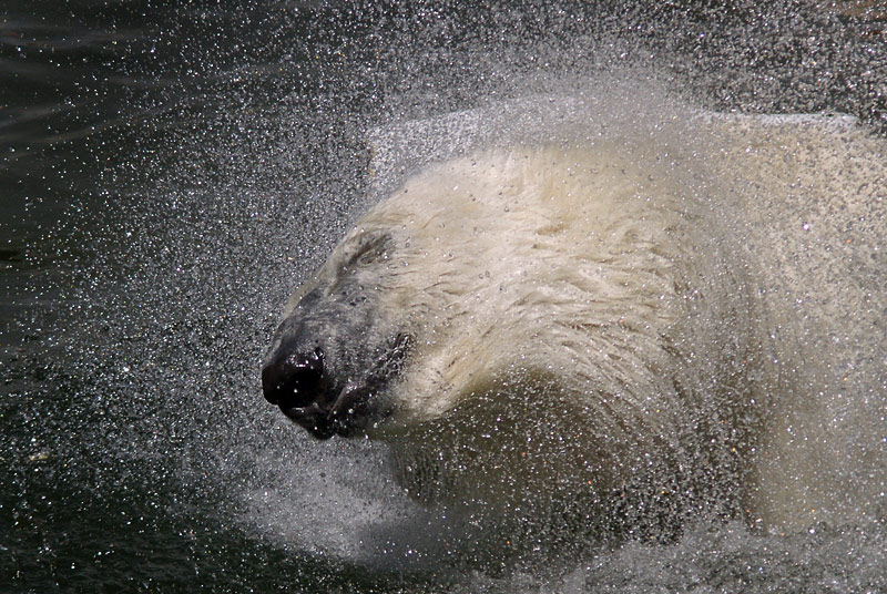 polar_bear_03.jpg