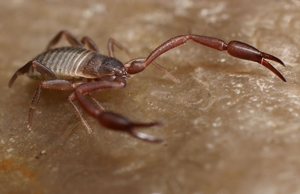 pseudoscorpion_13.jpg