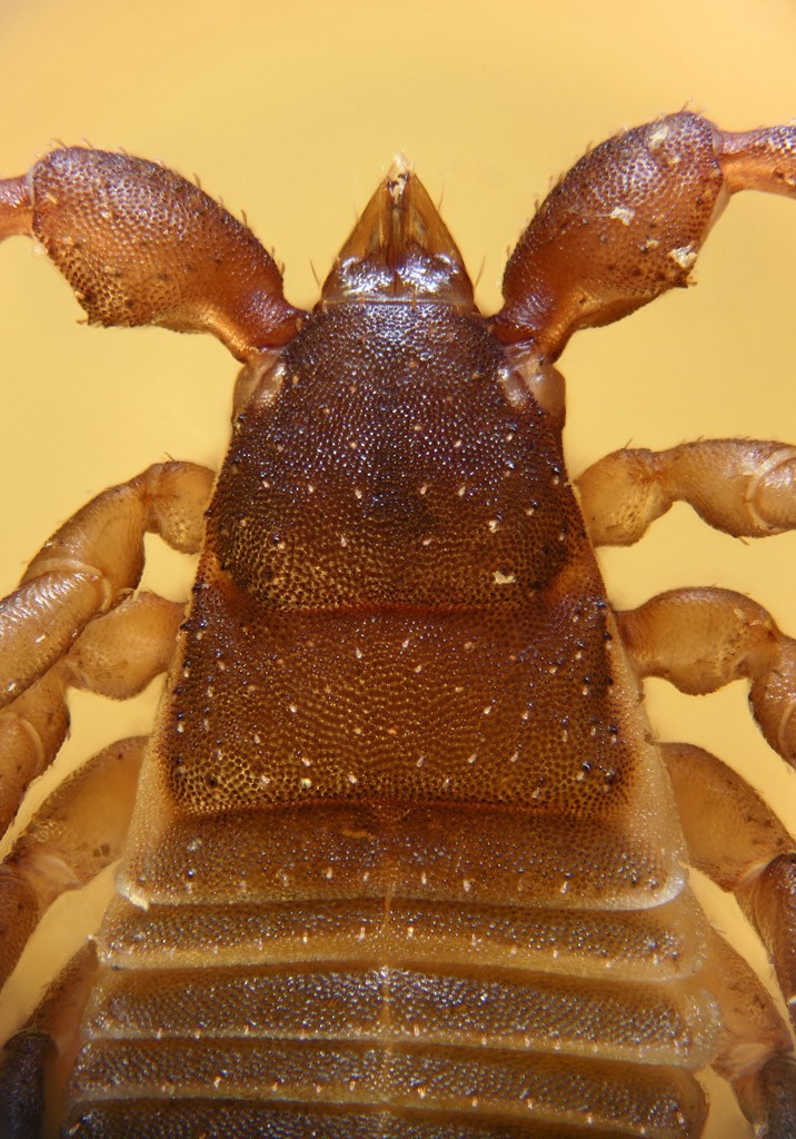 pseudoscorpion_16.jpg