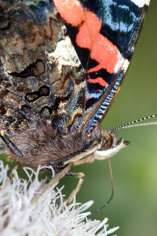 red_admiral_01.jpg