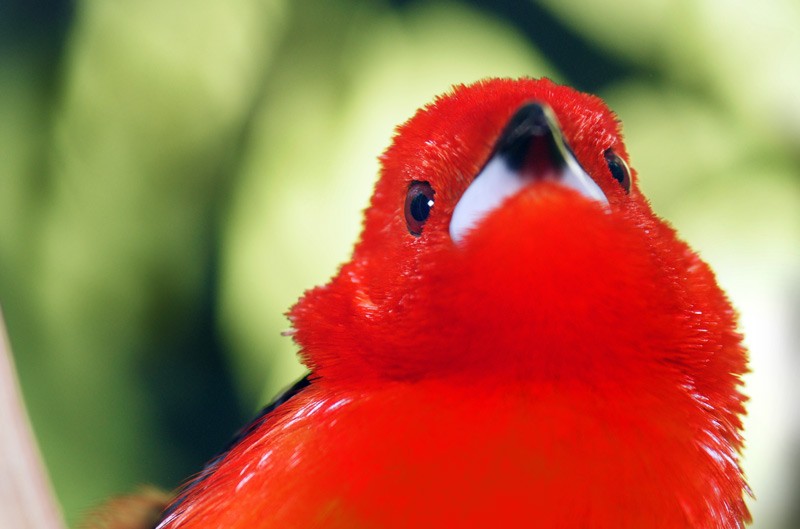 red_bird_02.jpg