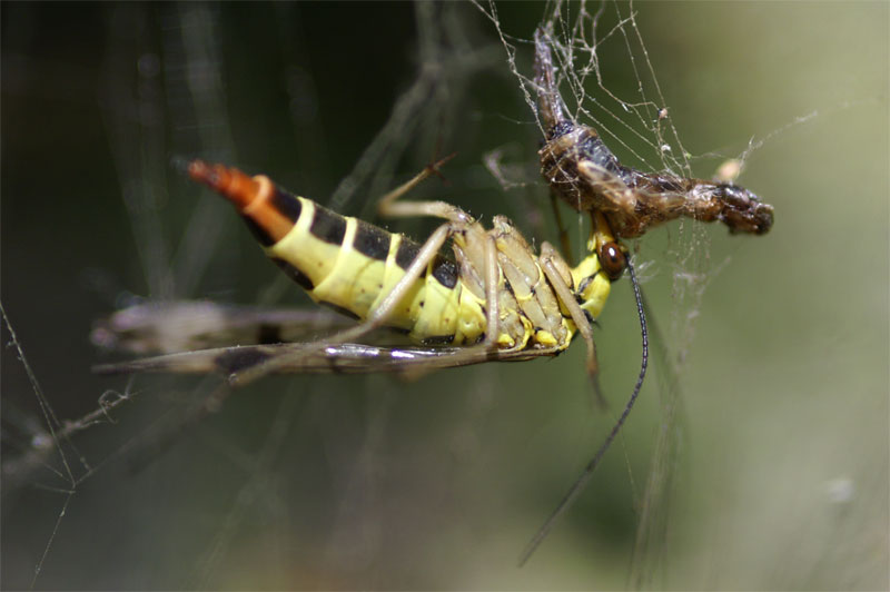 scorpionfly.jpg