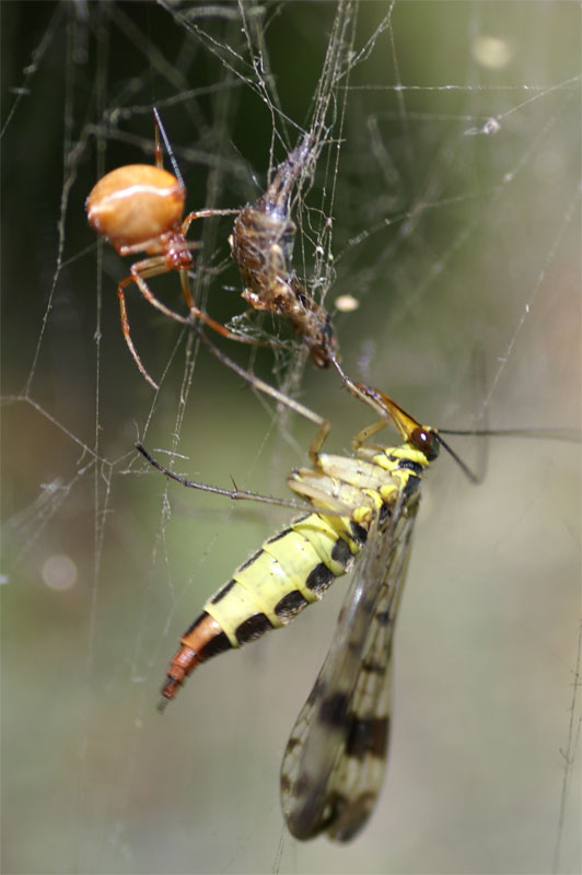 scorpionfly1.jpg