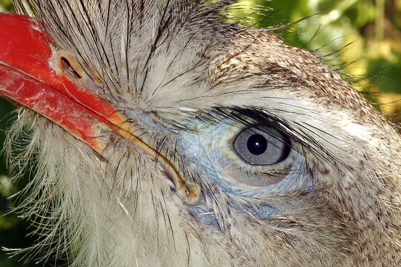 secretary_bird_01.jpg