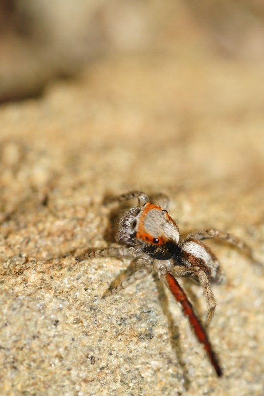 semaphore_jumping_spider_01.jpg