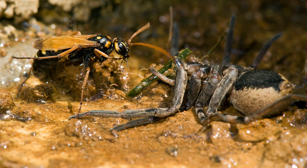 wasp_spider_01.jpg