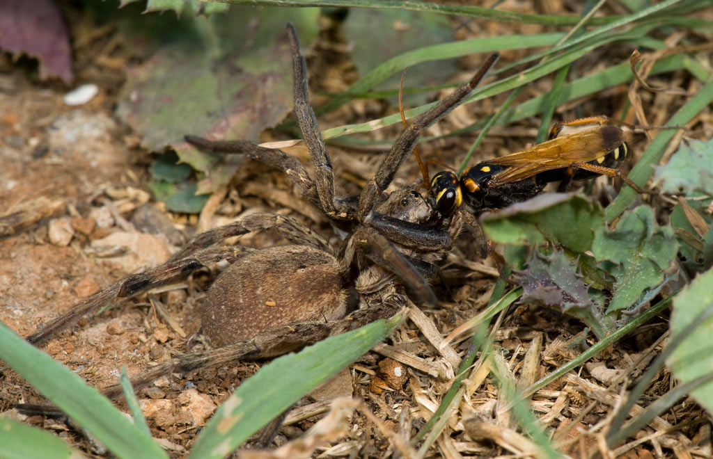 wasp_spider_04.jpg