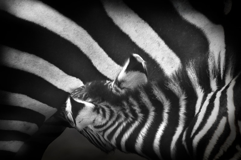 zebra_bw_01.jpg