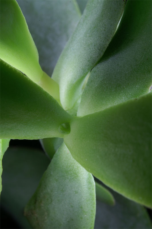 succulent1.jpg