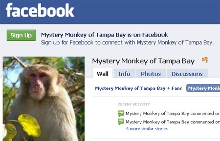 mystery-monkey-facebook.jpg