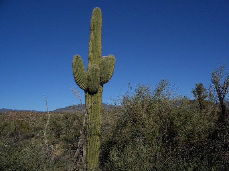 Cactus5.jpg