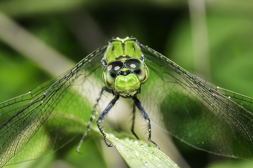 green-dragonfly-jpg.107632