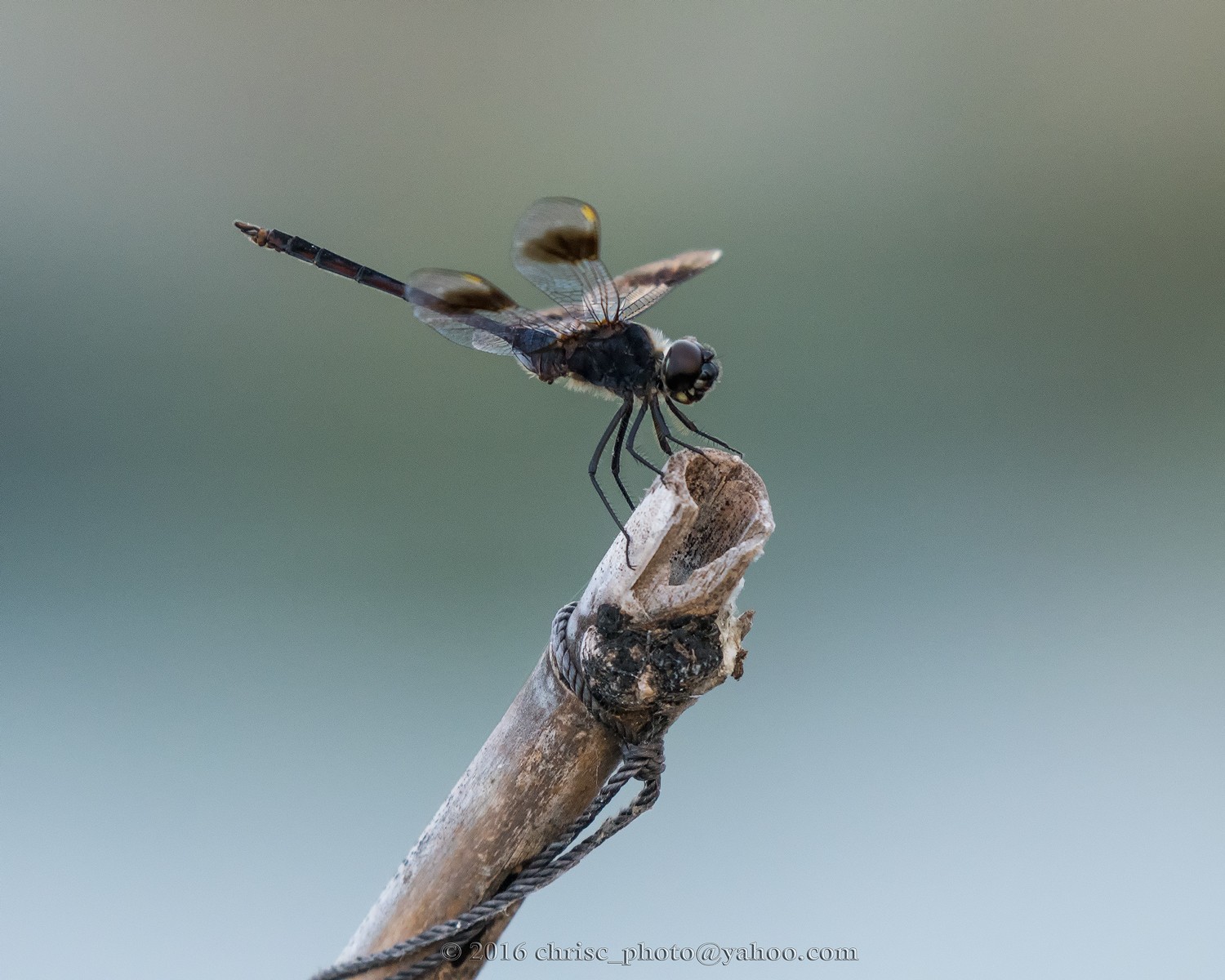 halloween-pennant-jpg.122928