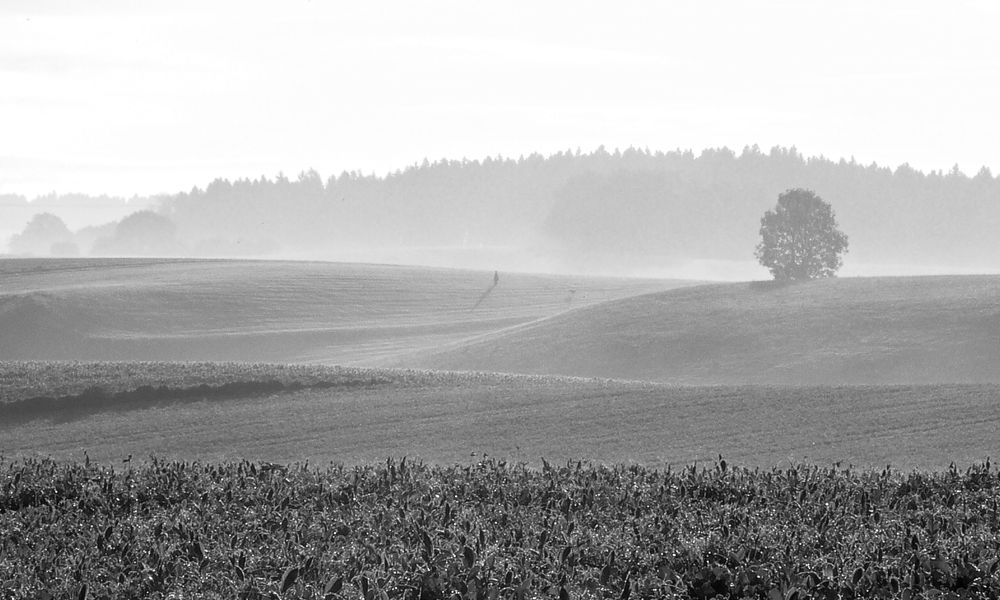 misty-morning-landscape-jpg.148116