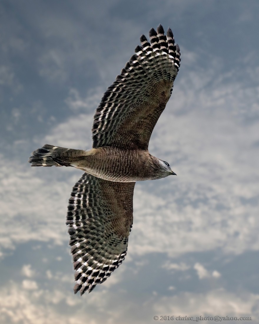 red-shouldered-hawk-jpg.114315