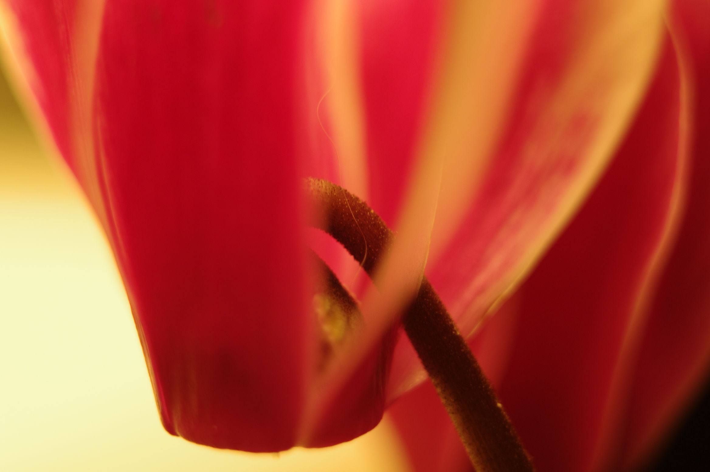 rstamen-jpg.122916