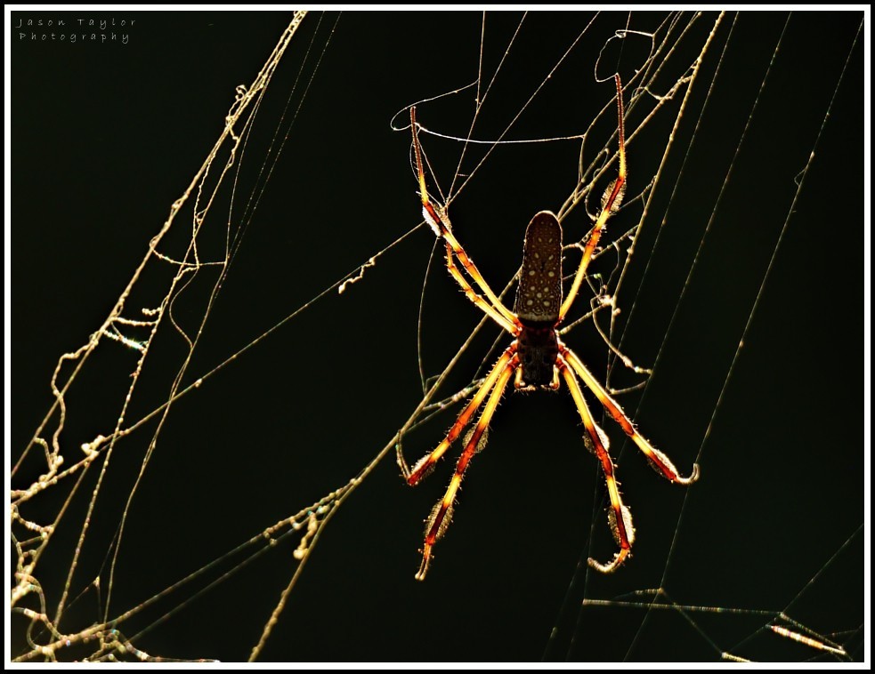 spider-backlit-jpg.89063