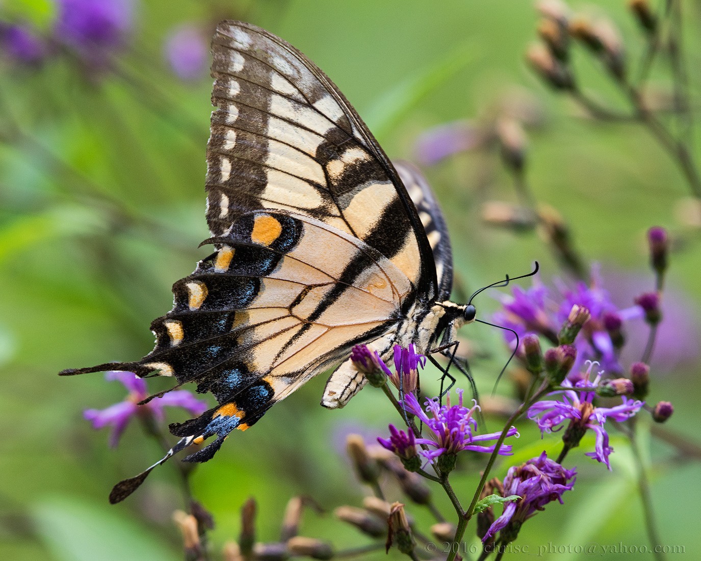 swallowtail2-jpg.125986