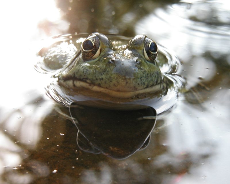 hypno_toad.jpg